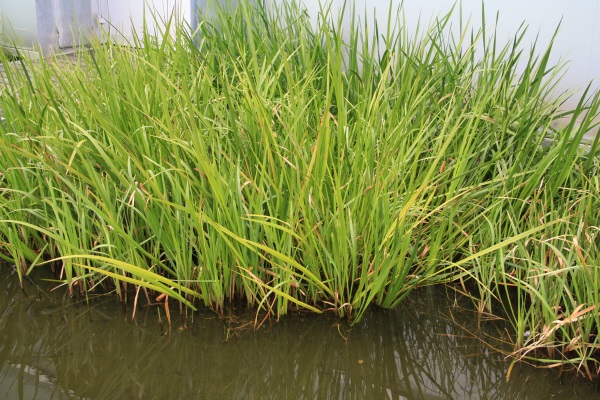 Pflanzgürtel als Rand um den Gartenteich