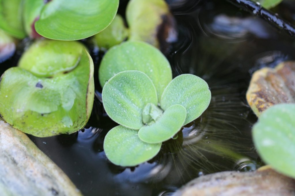 Schwimmpflanzen zurückschneiden