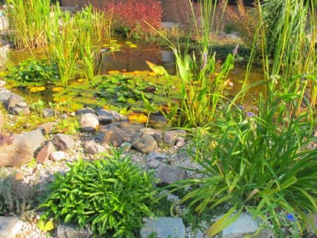 Dieser Gartenteich weist einen gut strukturierten und nicht mit zu vielen Pflanzenarten überfrachteten Aufbau auf