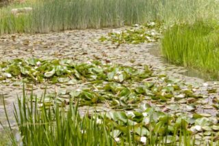 Verlandung des Gartenteiches