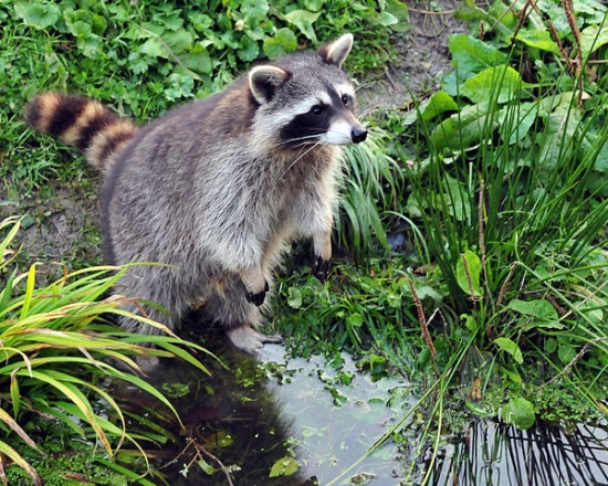 44+ Waschbär Holt Fische Aus Teich, Was fressen waschbären aus dem