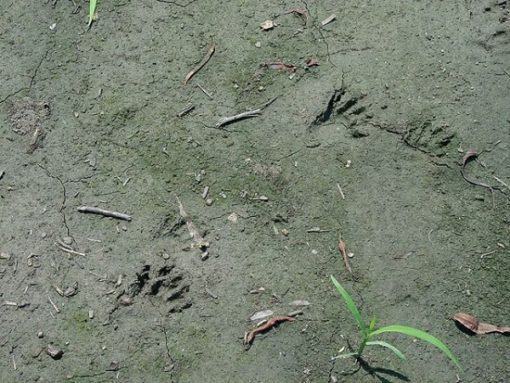 Hilfe Was tun, Waschbären am Teich? Fressen Waschbären Fische?