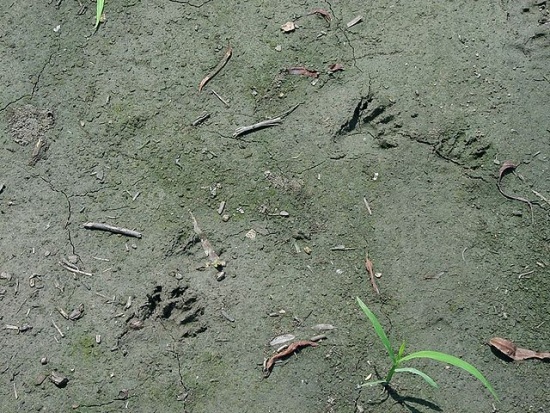 Fußspuren des Waschbärs