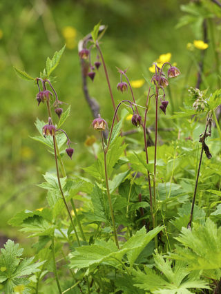 Bach-Nelkenwurz - Geum rivale