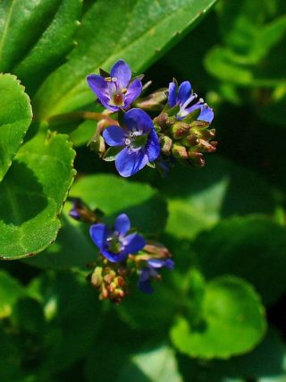 Bachbunge - Veronica beccabunga