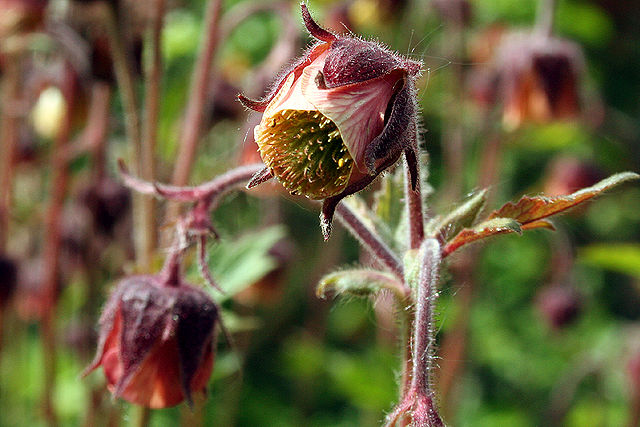 Blüte der Bach-Nelkenwurz
