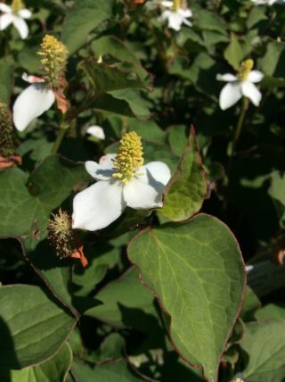 Eidechsenschwanz - houttuynia cordata