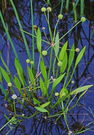 Der Igelschlauch - Baldellia ranunculoides