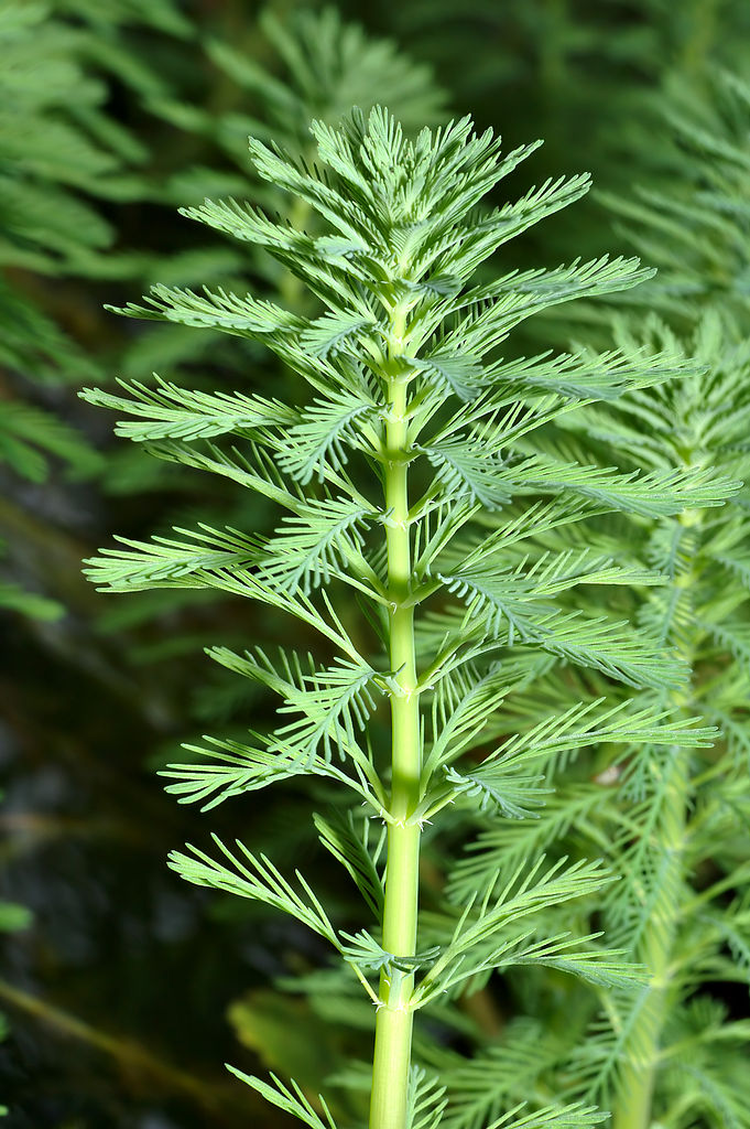 Papageienfeder - Myriophyllum aquaticum