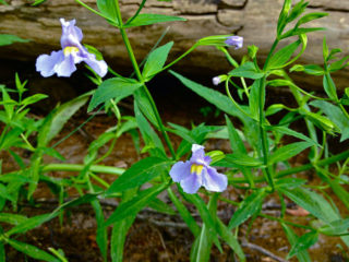 Blaue Gauklerblume