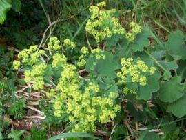 Die Unken Bombina spec. Gartenteich Ratgeber