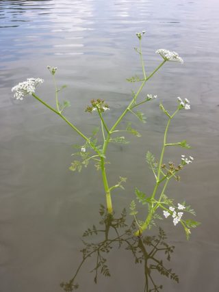 Großer Wasserfenchel