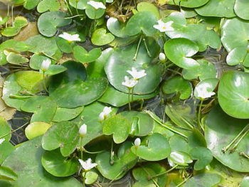 Goldkeule Letzte überlebende Art der Aronstabgewächse Gartenteich
