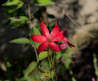 Blüte des roten Spaltgriffels