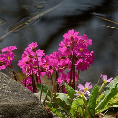 Teichbepflanzung Teichpflanzen für die Uferzone am Gartenteich