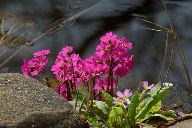 Sumpf-Primel am Gartenteich