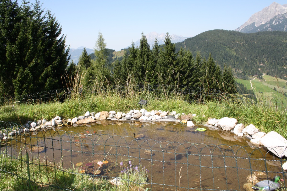 Gartenteich Standort in der Sonne 5 Ideen für sinnvolle