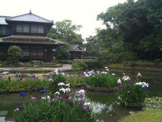 Japanischen Sumpf-Schwertlilien