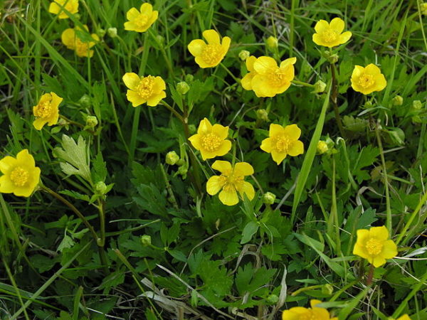 Kriechende Hahenfuß Ranunculus repens Robuste und attraktive Pflanze