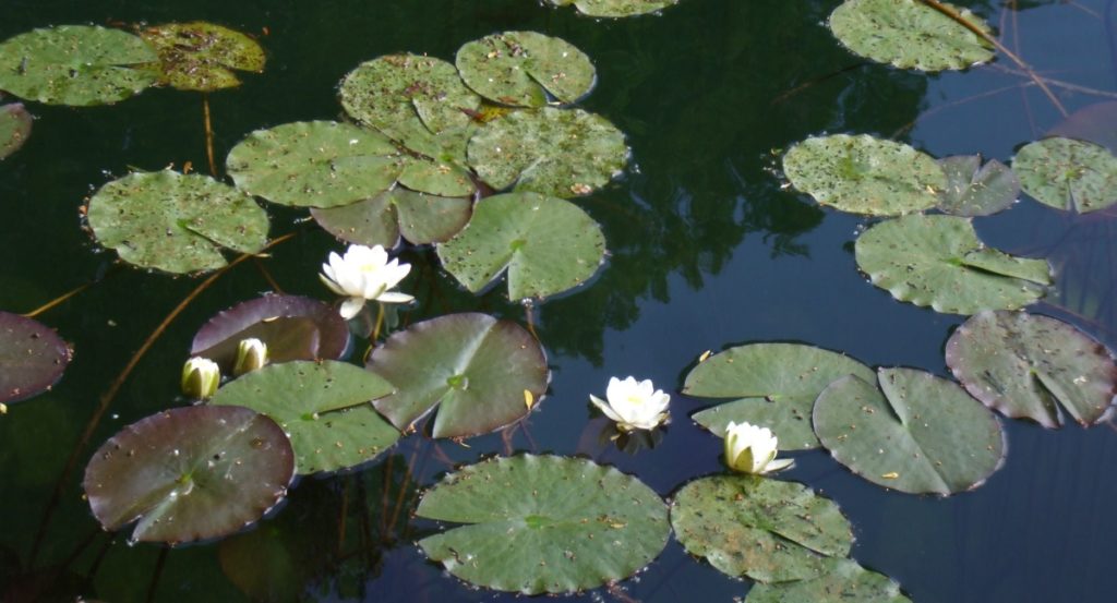 Schwimmpflanzen als Schattenspender