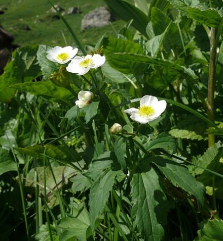 Silberhahnenfuß Ranunculus aconitifolius Der eleganteste Hahnenfuß