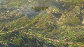 Ähriges Tausendblatt mit seinen, im Wasser flotierende Sprossen