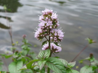 Bachminze am Gartenteich