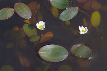 Schwimmpflanzen im Gartenteich Gartenteich Ratgeber