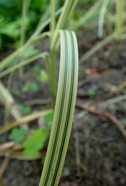 Wasserschwaden Blatt