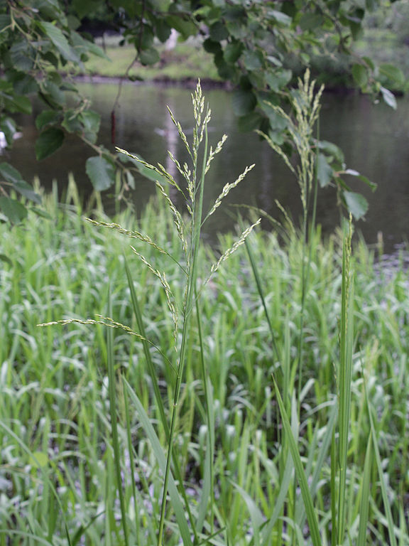 Wasserschwaden Pflanze