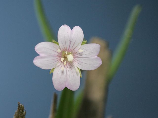 Weideröschen Blüte