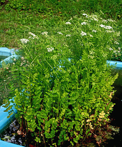 Berle (Berula erecta) am Gartenteich