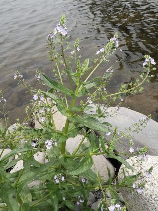 Blauer Wasserehrenpreis (Veronica anagallis-aquatica)