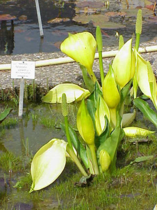 Gelbe Scheinkalla - Lysichiton americanus