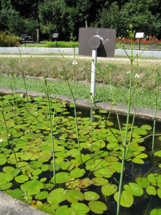 Herzlöffel (Caldesia parnassifolia)