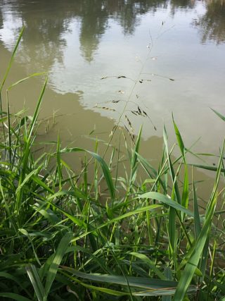 Die Reisquecke (Leersia oryzoides)