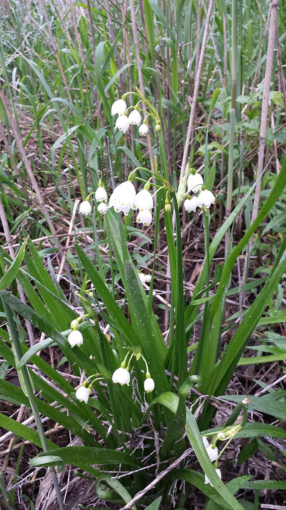 Sommerknotenblume (Leucojum aestivum)