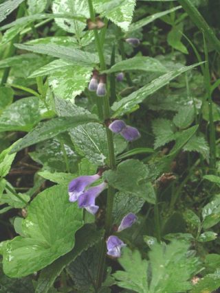 Sumpfhelmkraut (Scutellaria galericulata)