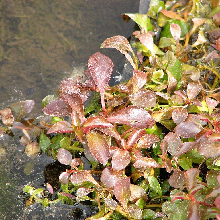 Sumpflöffelchen (Ludwigia palustris)
