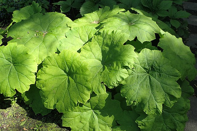 Das Tafelblatt (Astilboides tabularis)