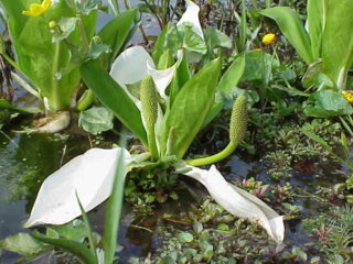 Weiße Scheinkalla (Lysichiton camtschatcensis)