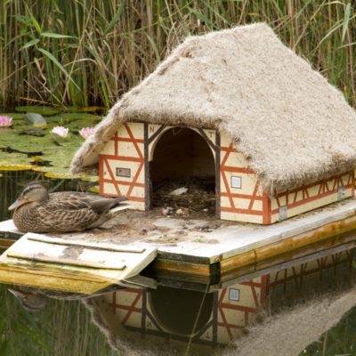 Einen Ententeich anlegen Folgendes muss beachtet werden Gartenteich