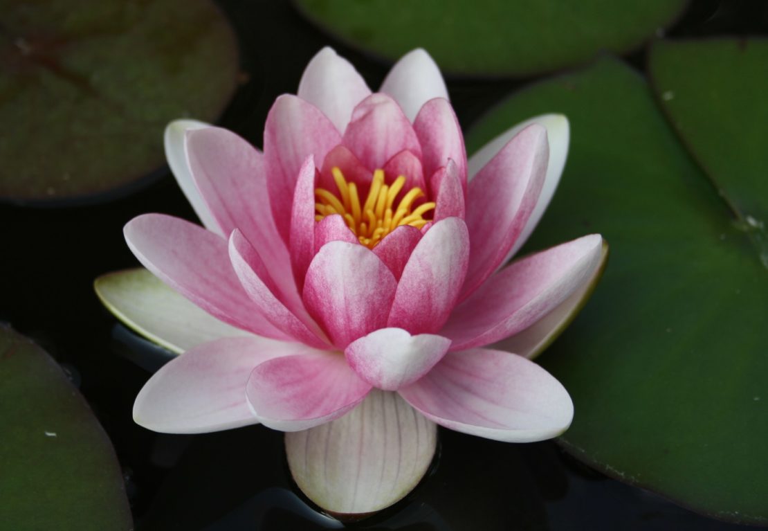 Silberhahnenfuß Ranunculus aconitifolius Der eleganteste Hahnenfuß