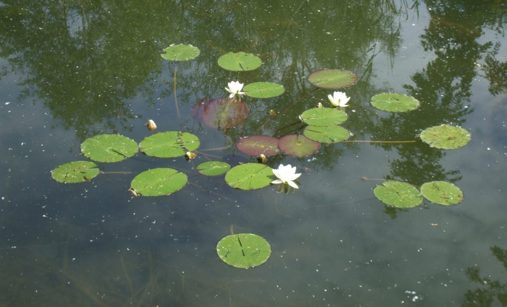 Seerose mit viel Platz