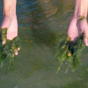Der Wimpelkarpfen Myxocyprinus asiaticus Gartenteich Ratgeber