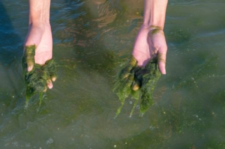 Algen im Gartenteich