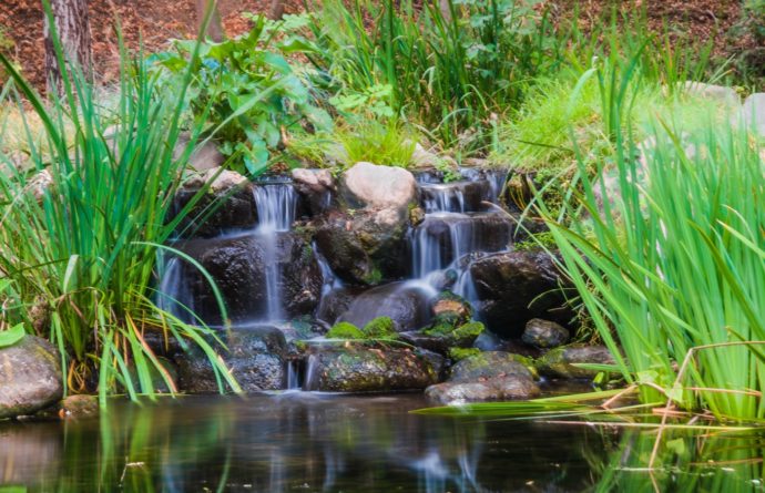 SumpfWolfsmilch Gartenteich Ratgeber
