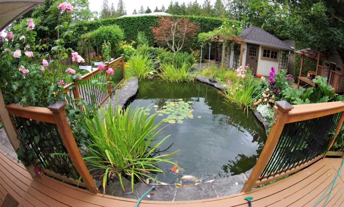 Fragen Gartenteich Ratgeber