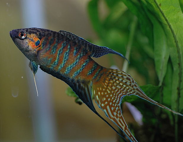 Der Paradiesfisch im Gartenteich