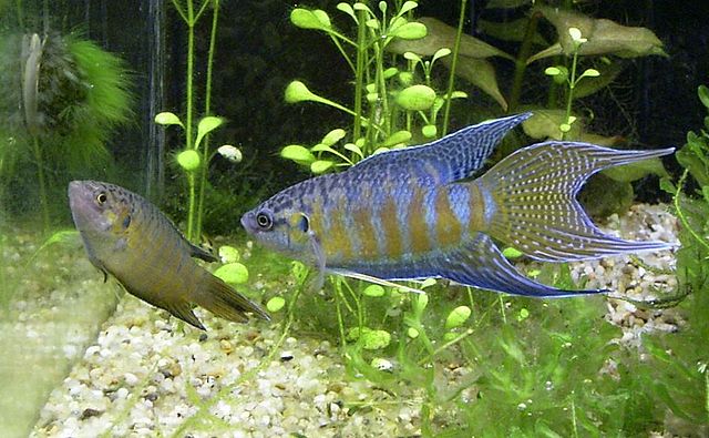 Paradiesfische während der Paarung